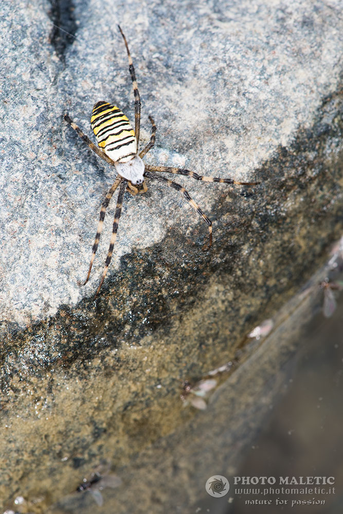 Argiope bruennichi anomalo  - prov. Alessandria